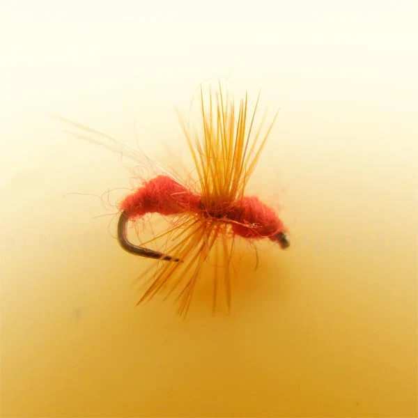 Fourmi rouge ailée