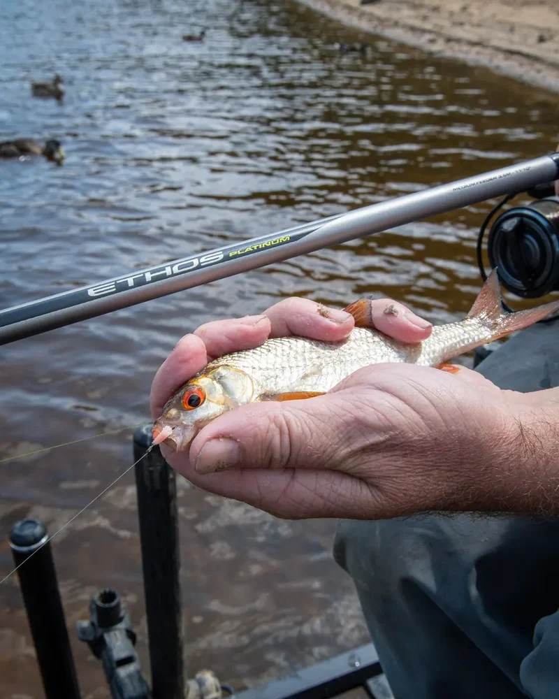 Ethos Platinum Medium Feeder Rods – Feederhengels