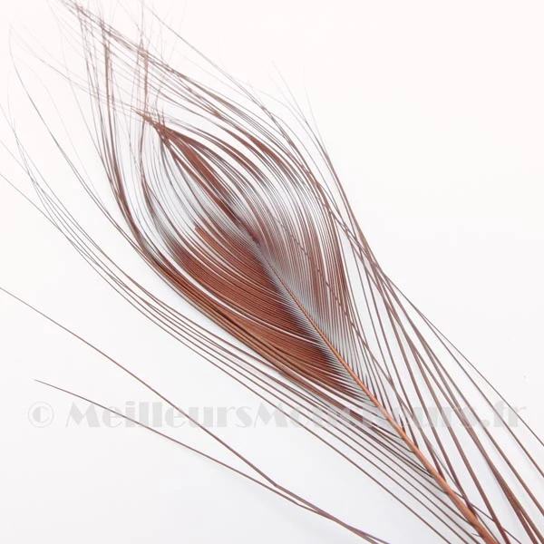 Oeil de paon ébarbé (quill) teinté