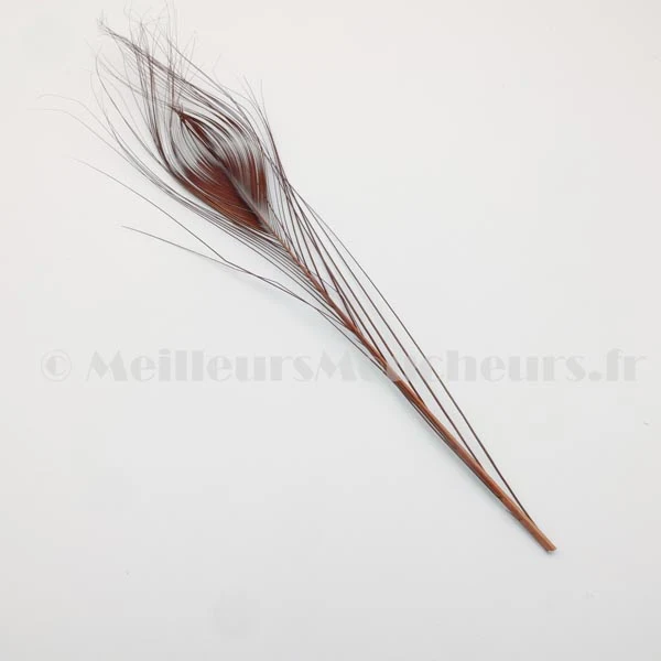 Oeil de paon ébarbé (quill) teinté