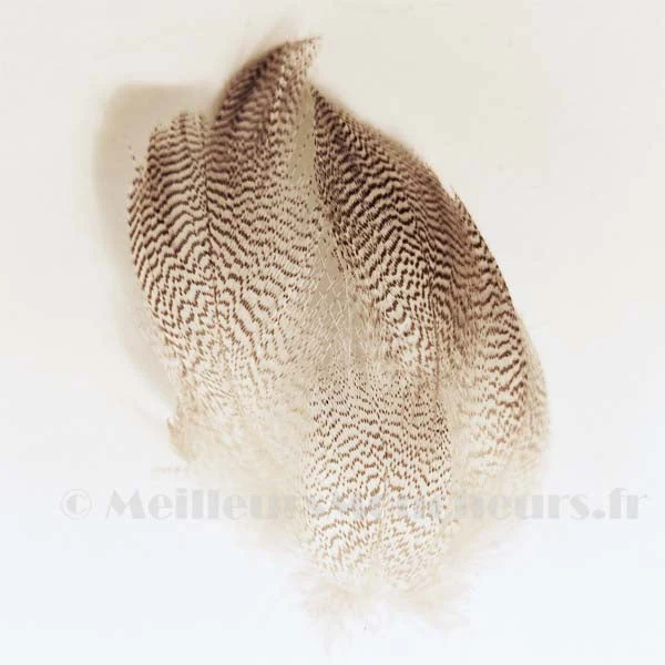 Plumes de flanc de canard mallard