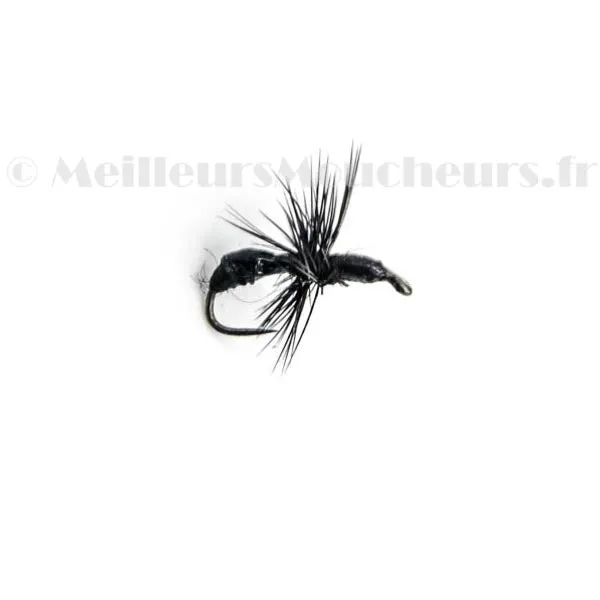 Fourmi noire ailée