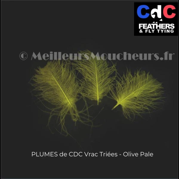 Plume Cul de Canard CDC PREMIUM teinté