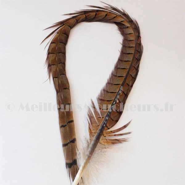Plumes de queue de faisan (x2)