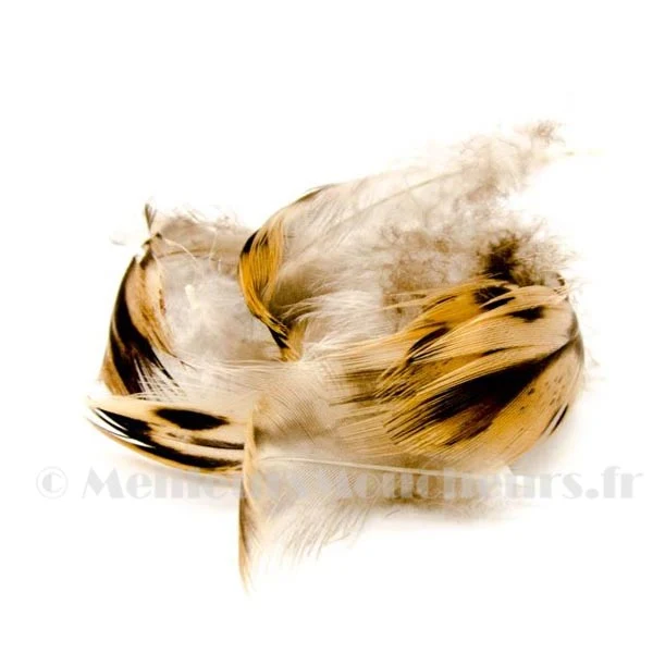 Plumes de flanc de cane mallard