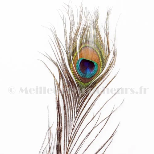 Plume grand oeil de paon