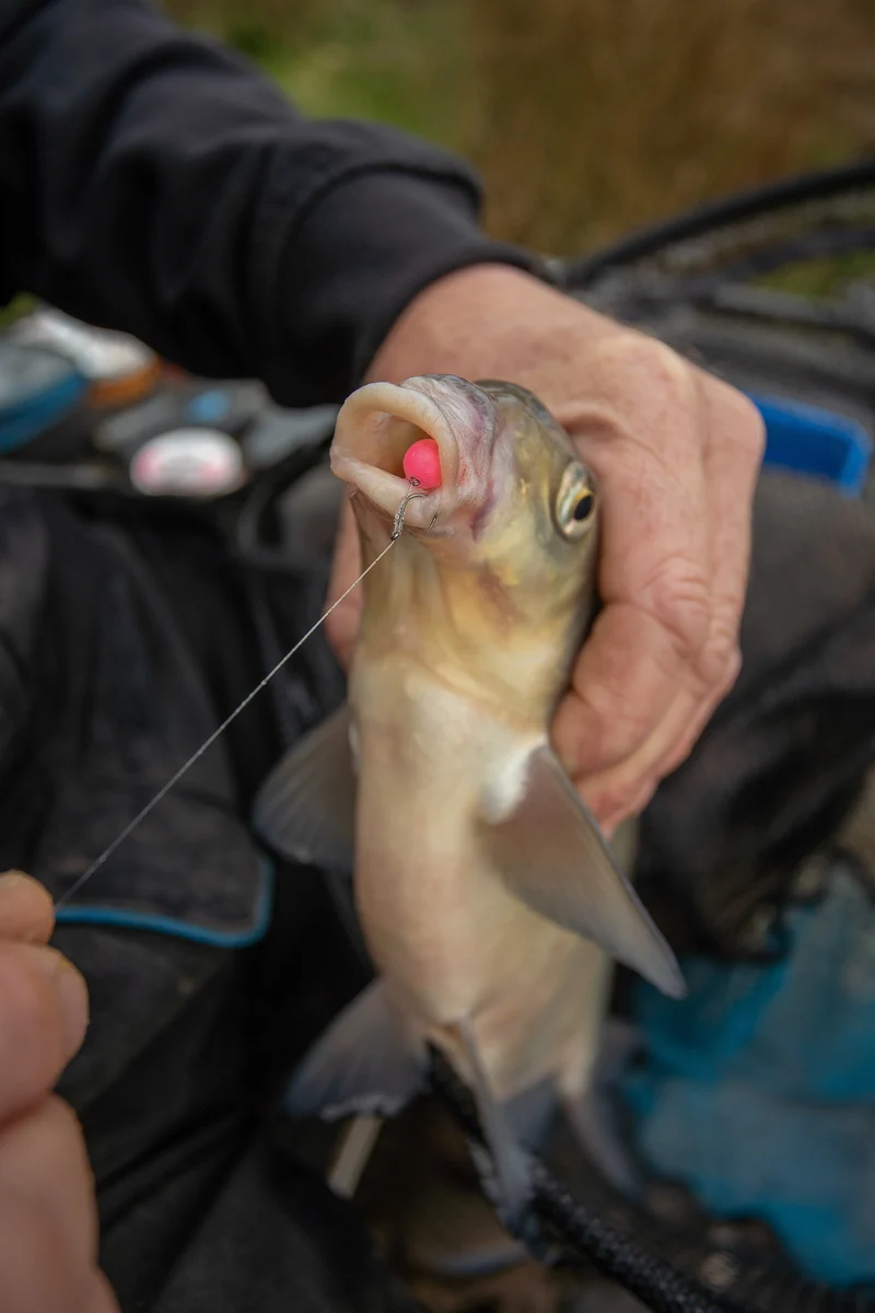 Spike’um Wafters 8mm