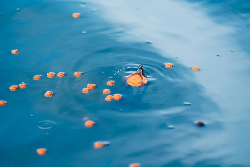 Surface Feeder Float – Oppervlaktedobber met Geïntegreerde Voerkorf 🎁