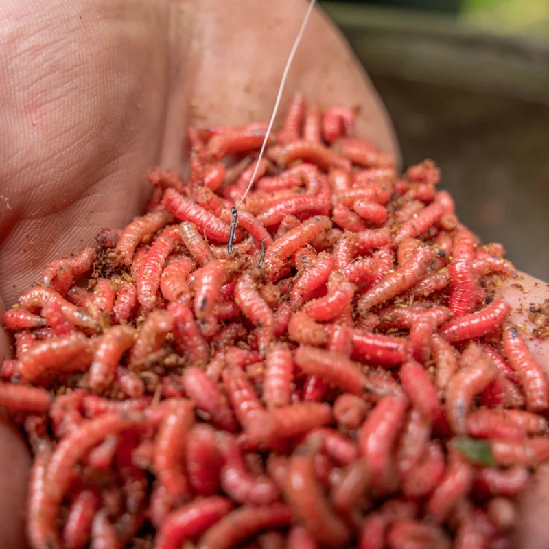 Xpert Maggot to Nylon 15cm Barbless – 15 cm Onderlijnen zonder Weerhaak - 🎁
