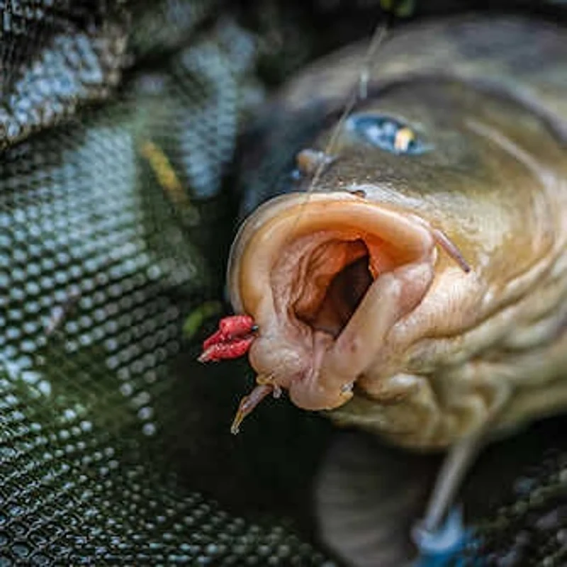 Allrounder Hooks Barbed Supersteel – Haak met Weerhaak - 🎁