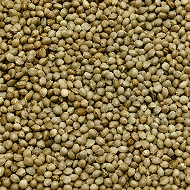 Monster Hempseed 1kg – Monster Hennepzaad