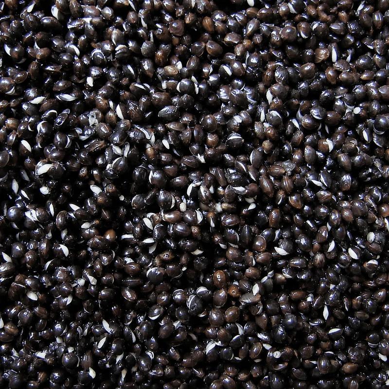 Monster Hempseed 1kg – Monster Hennepzaad
