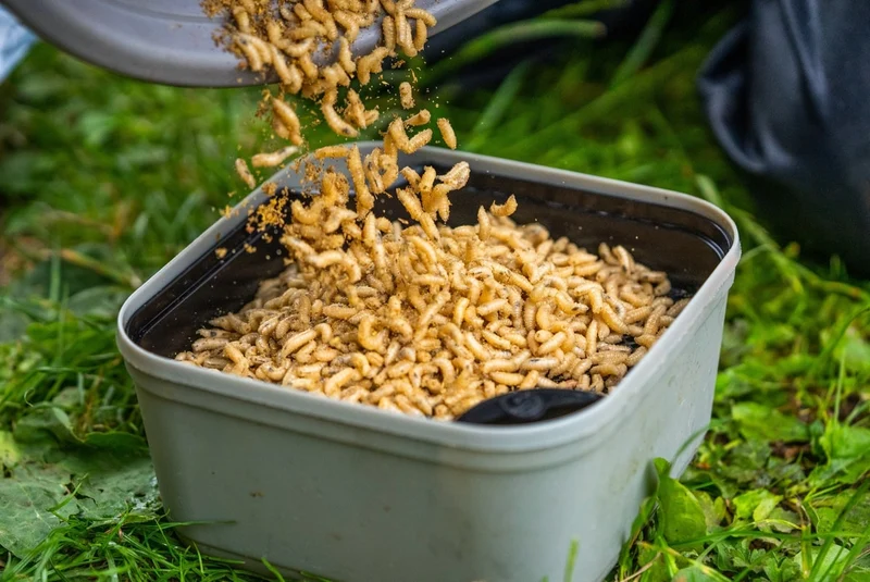 Maggot Riddle - Orange – Madenzeef