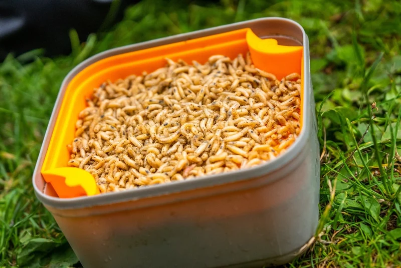 Maggot Riddle - Orange – Madenzeef