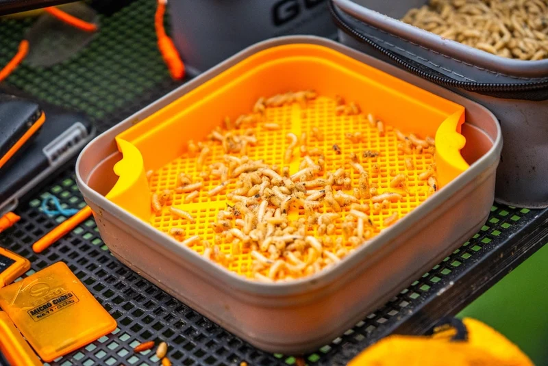 Maggot Riddle - Orange – Madenzeef