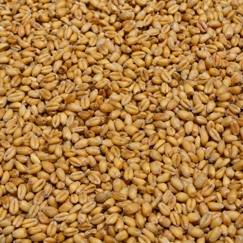 White Wheat – Witte Tarwe