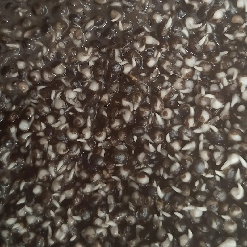 Hempseed – Hennepzaad