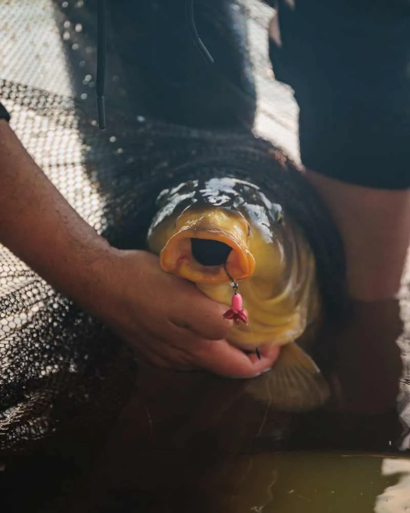 Hameçons montés Fox Edges Fluoro D-Rig