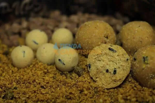 Bouillette Pro Elite Baits Gold Sweet Dreams 24 mm