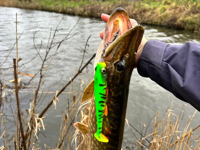 U-bait U-Shad
