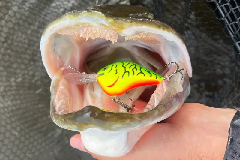 Rapala DT4 Dives-To Crankbait