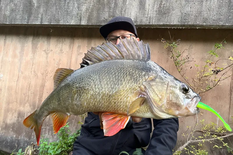 Rapala CrushCity The Stingman