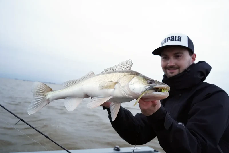 Rapala CrushCity The Stingman