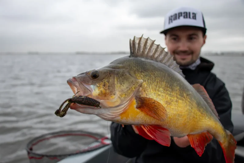Rapala CrushCity Cleanup Craw