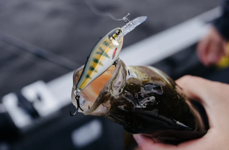 Rapala Shad Rap Elite 75