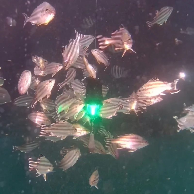 Kanama Lampe de Pêche Intelligente