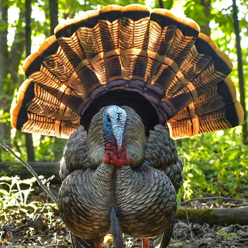 Appelant à dindon "HDR Strutter"