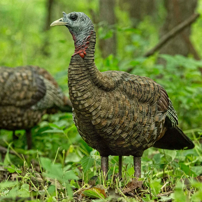 Appelant "LCD Lookout Hen"