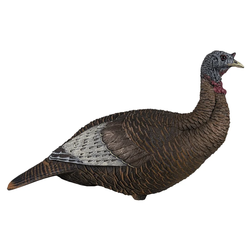 Appelant "Thunder chick upright'