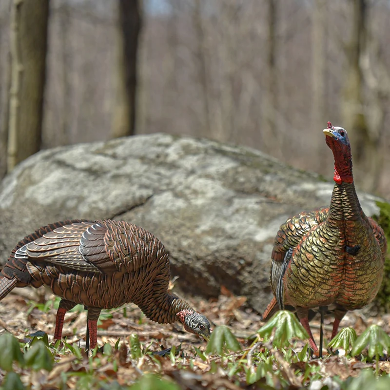 Appelant "HDR Feeding Hen"