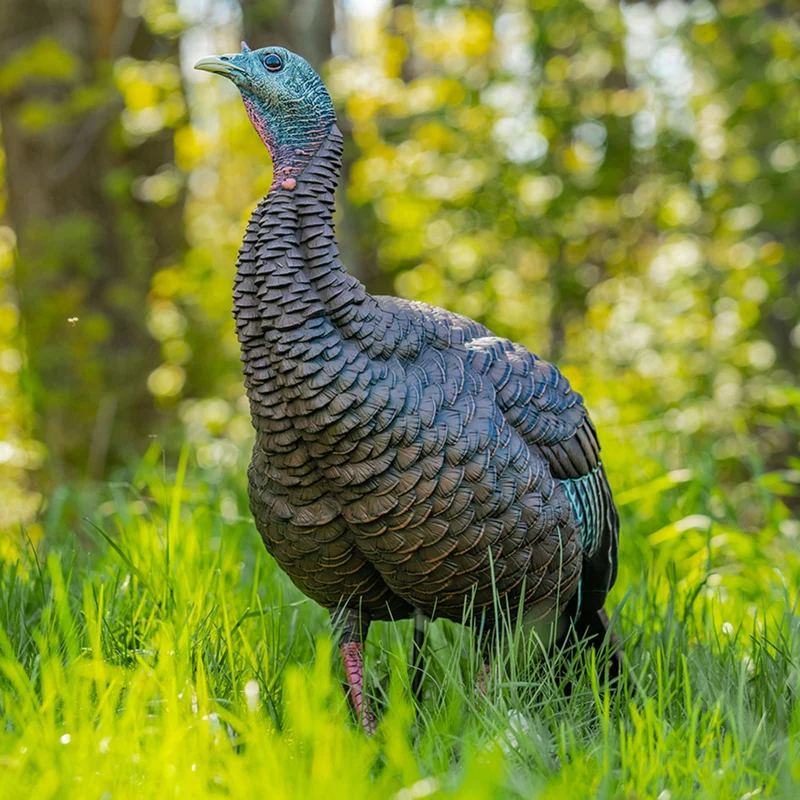 Appelant "HDR Hen"