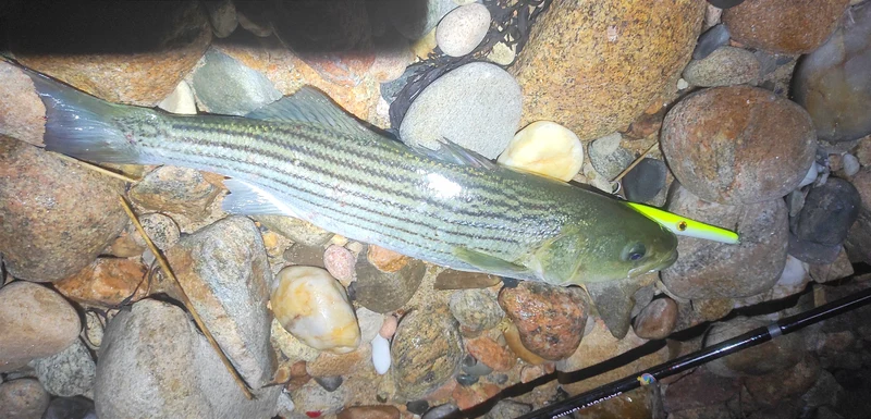 Stealth Glide - Samson Lures
