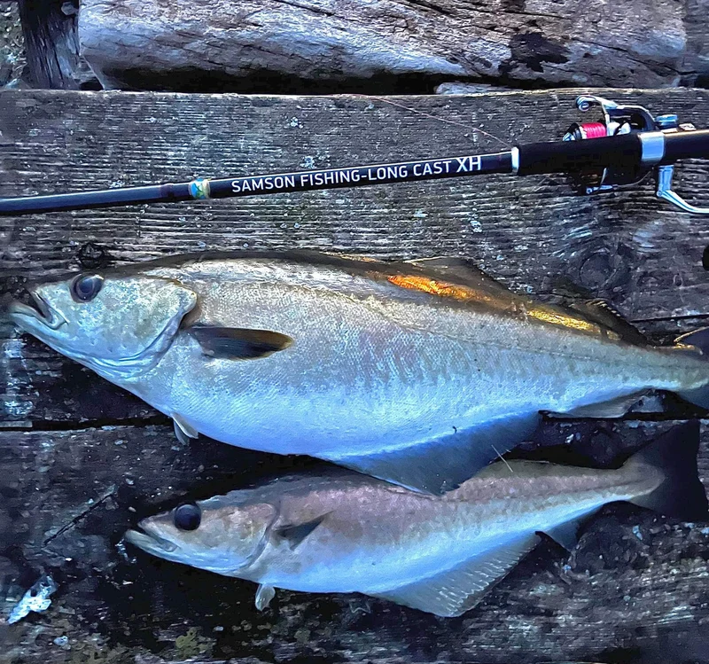 Samson Long Cast 12ft Spinning Rod - TODOS 30-100g
