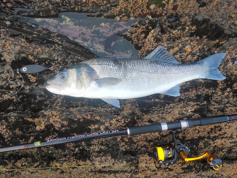 Samson Long Cast 12ft Spinning Rod - TODOS 30-100g