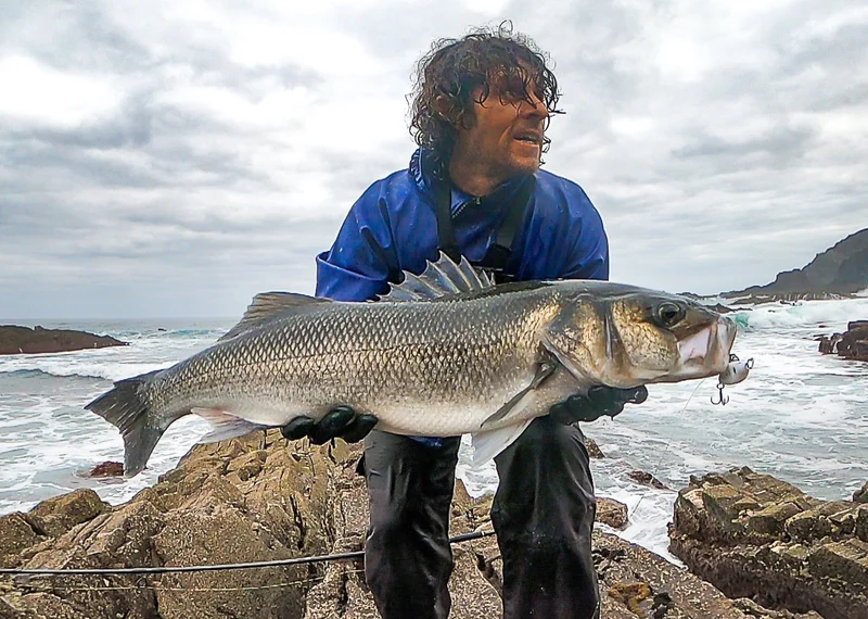Shad - Samson Lures