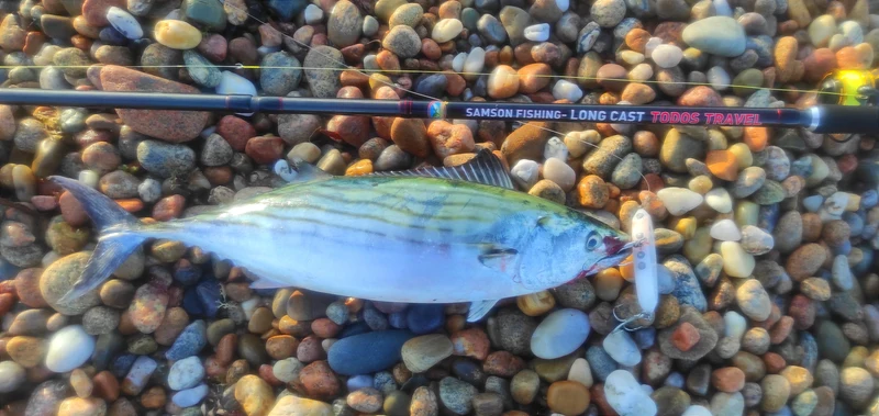 Shad - Samson Lures