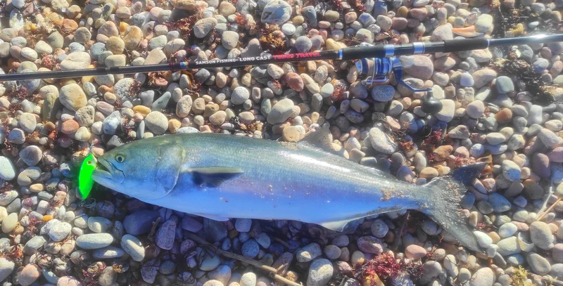 Shad - Samson Lures