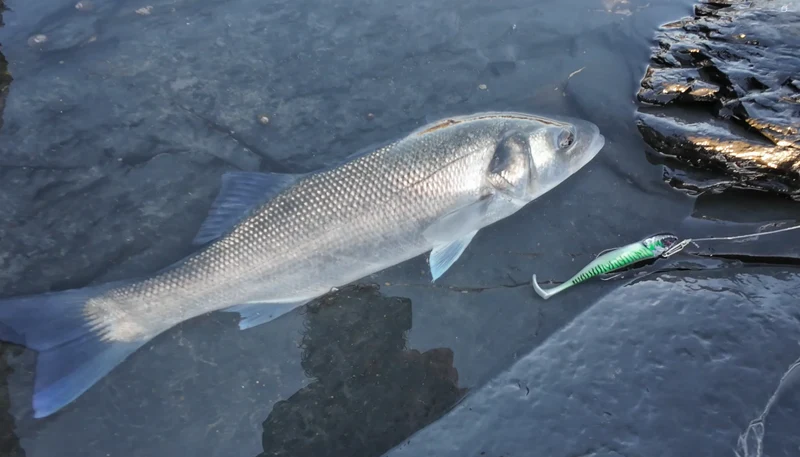 Waylander - Mean Minnow Soft Plastic x4 Bodies