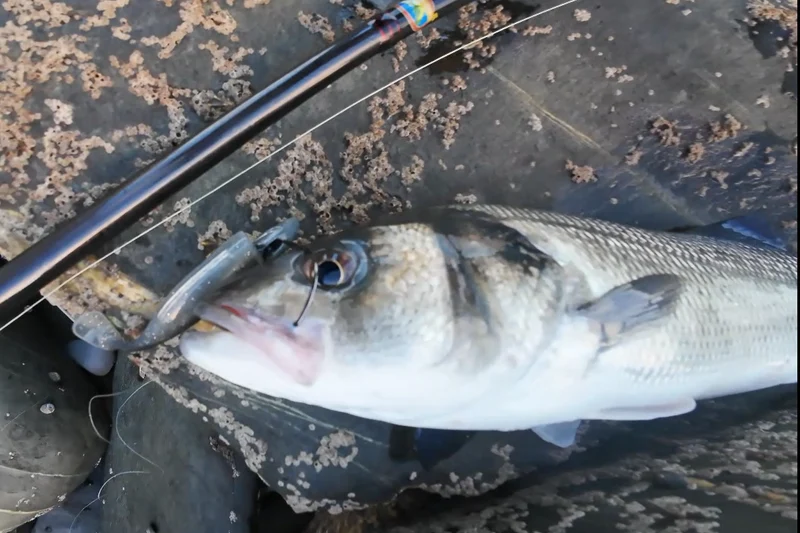 Waylander - Mean Minnow Soft Plastic x4 Bodies