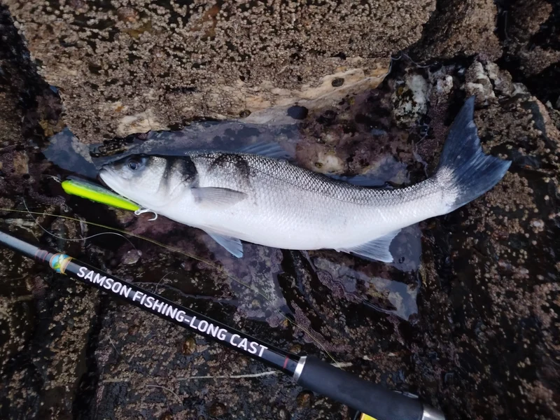 Waylander - Wayward 120 LF Minnow (Lead Free) 30g