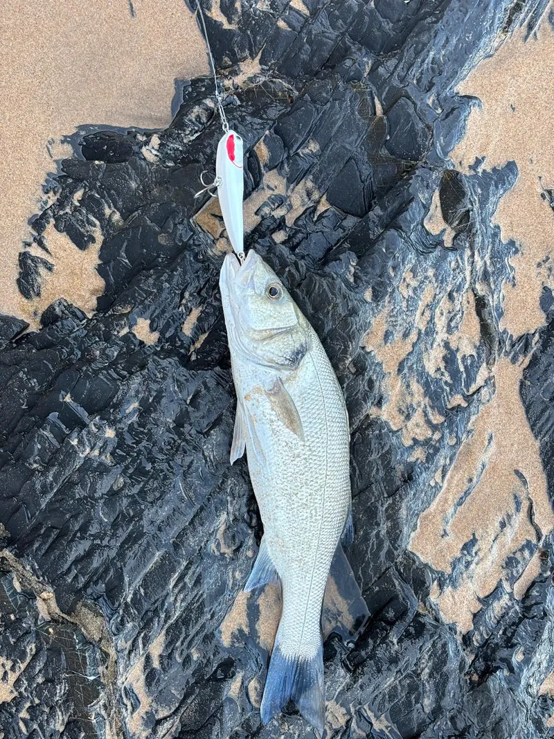 Waylander - Wayward 120 LF Minnow (Lead Free) 30g