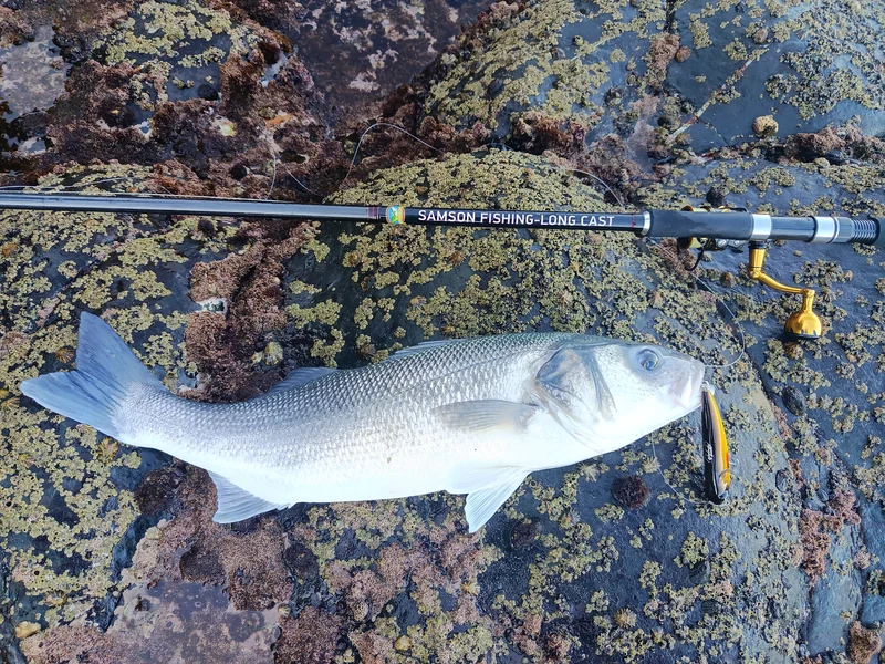 Waylander - Wayward 120 LF Minnow (Lead Free) 30g